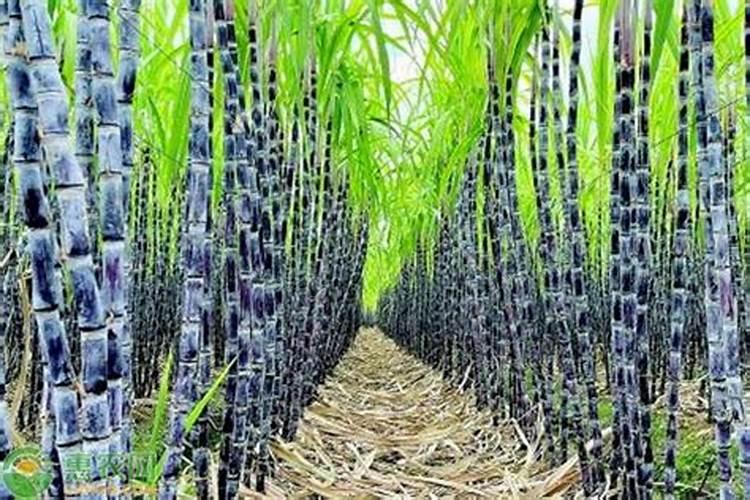 如何在甘蔗上正确使用生物肥