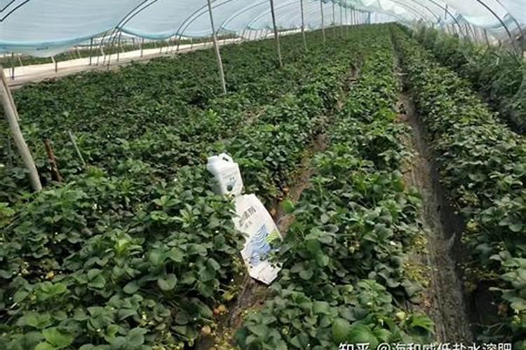 花多多是美国还是以色列