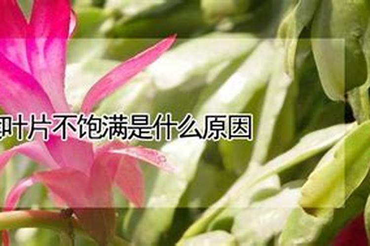 全国最大腐植酸生产厂家