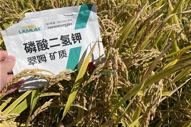 果树用硫酸钾与氯化钾哪个好