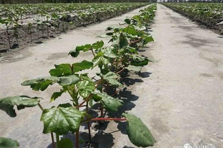 油菜、棉花、大麦、小麦等作物缺硼有何症状？怎样防治？