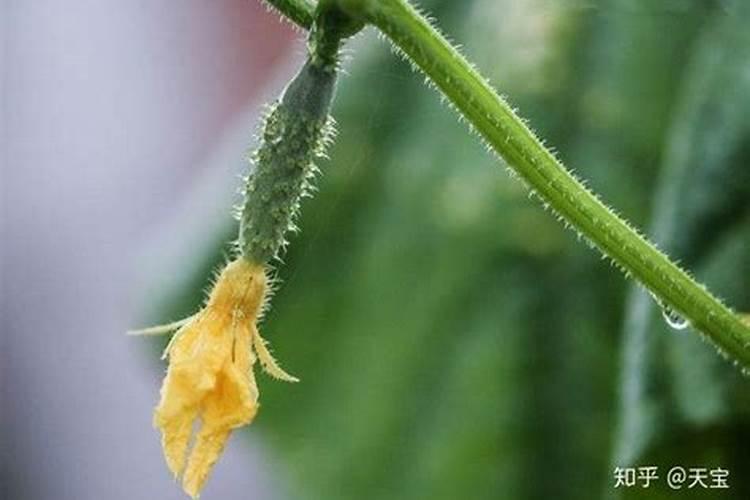 什么叶面肥施加在西瓜苗上好