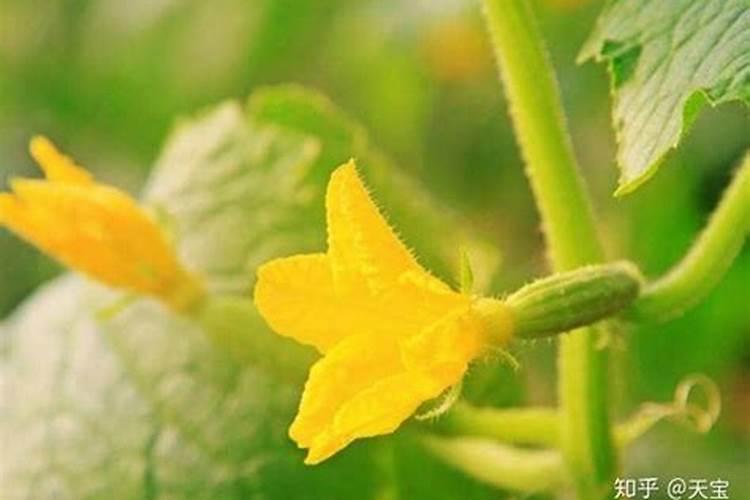 大棚丝瓜该如何种植？怎样才能提高产量？