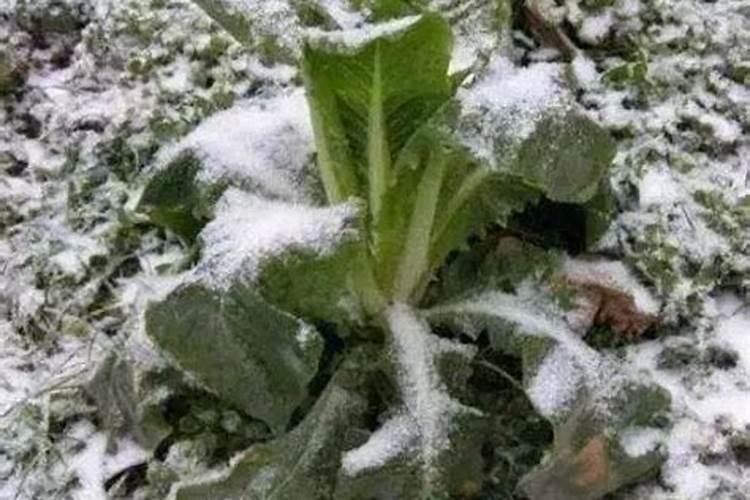 韭菜最忌讳的三种肥料