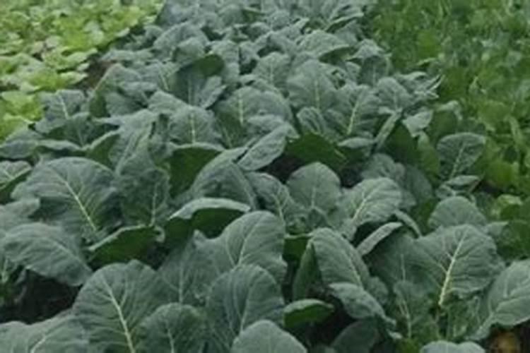 蔬菜出苗后怎样追肥