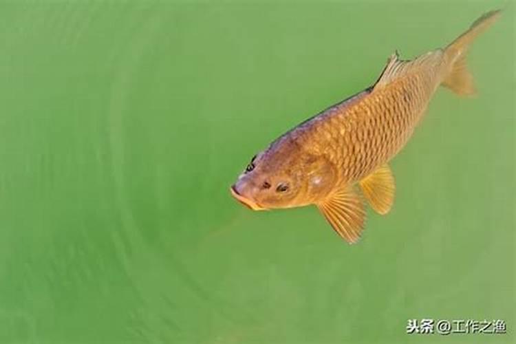 文丘里施肥器和水动力的区别是什么