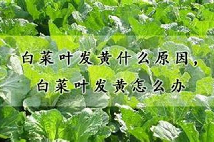 花多多15号适合什么植物？