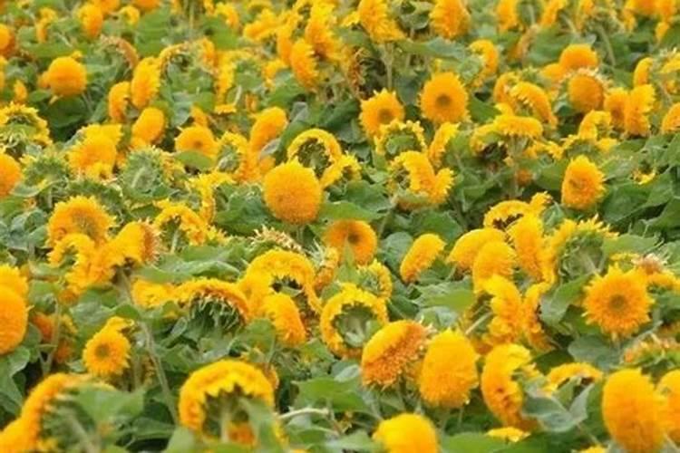 葵花使用高氯的肥料好吗葵花能用高氯复合肥吗？