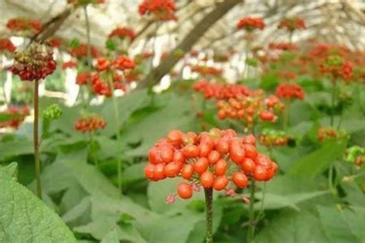 中药材西洋参膨大用什么肥料？如何防治病虫害？如何生根壮根？百度知 ...