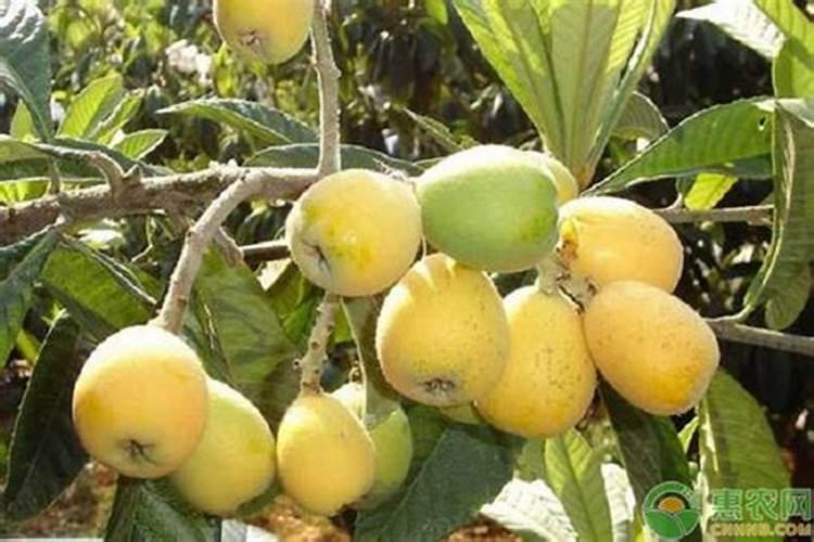 枇杷树施什么肥料？水溶肥怎么用