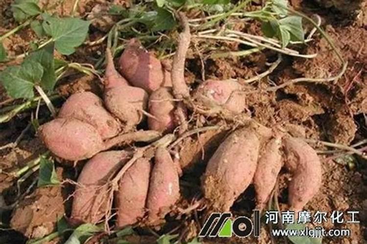 凯龙股份归属于哪个行业板块