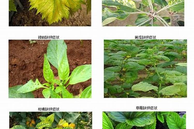 锌肥叶面喷施注意事项
