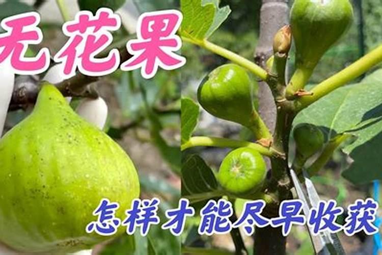 无花果施什么肥好