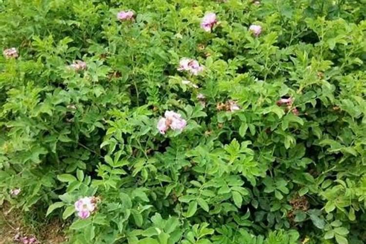 玫瑰花的种植方法和注意事项？