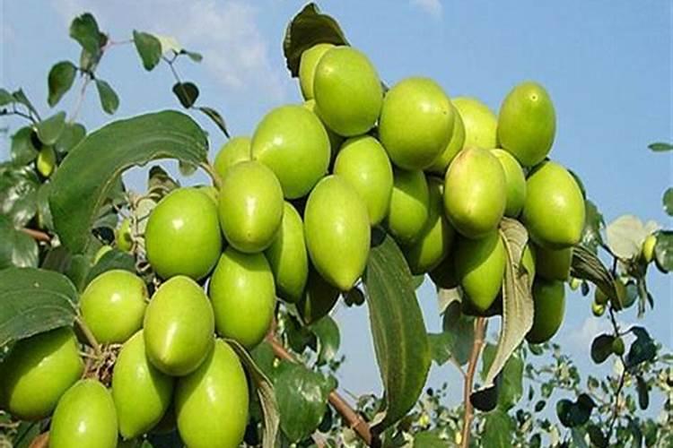 毛叶枣常见病害有哪些？在防治策略上应注意些什么？