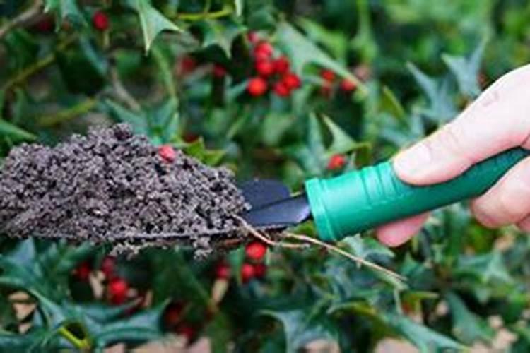 梨树小叶病怎么治能治好吗？新梢小叶黑边,有枯死的枝