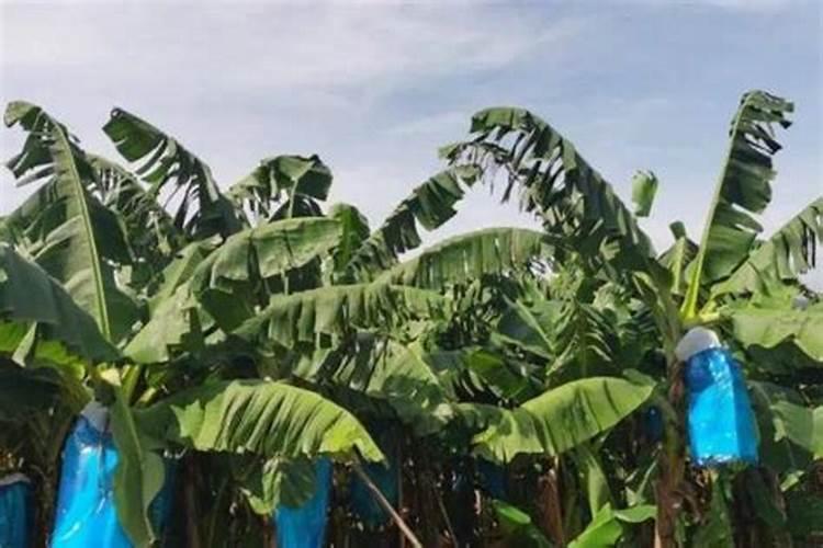 香蕉一般施什么肥