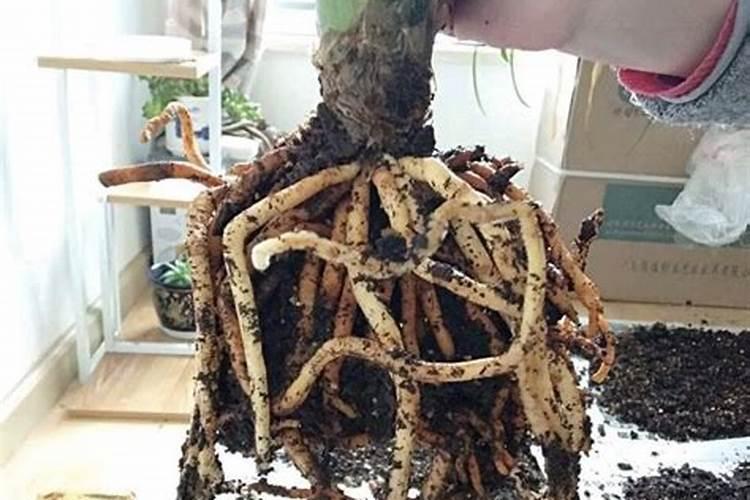 橙子树种植注意事项有哪些