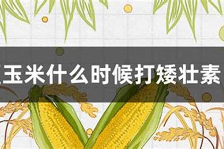 玉米几叶能用芸苔素,芸苔素多久喷一次