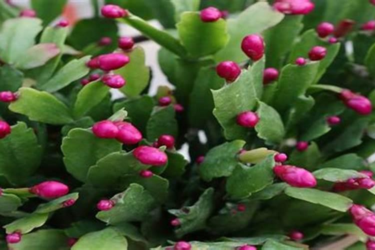 蟹爪兰施什么肥 蟹爪兰怎么施肥