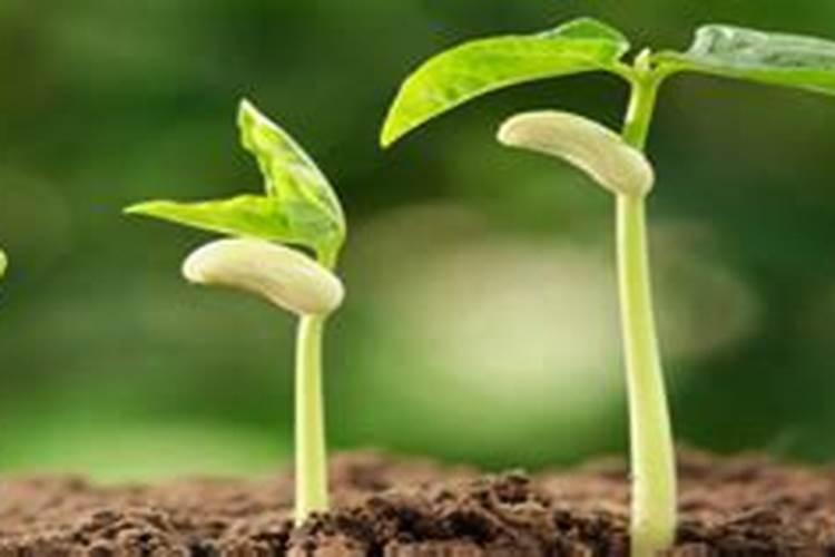 有什么能让胺鲜酯发挥膨大作用的配方