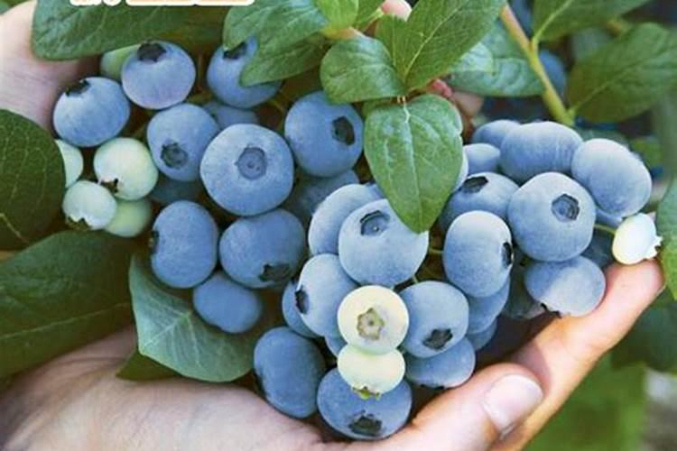 蓝莓幼果期能叶面喷施糖醇钙吗？