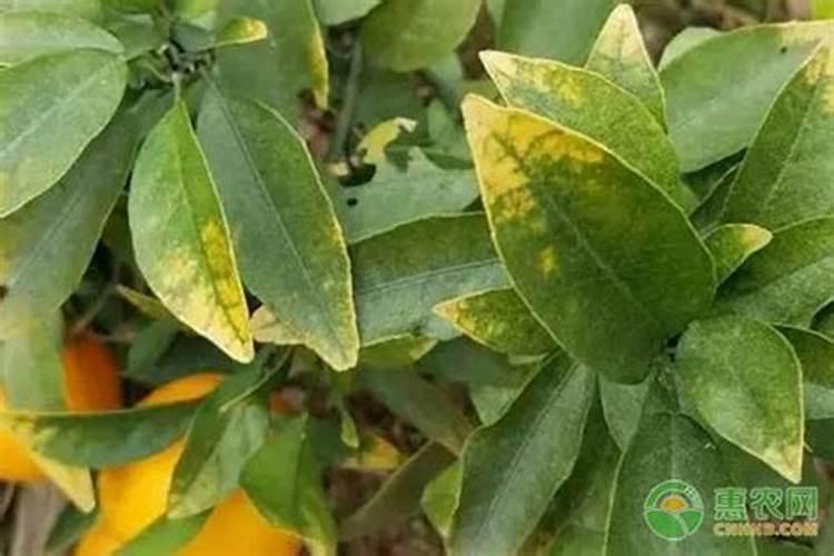 复合肥撒地里后,下大雨了。会受影响吗