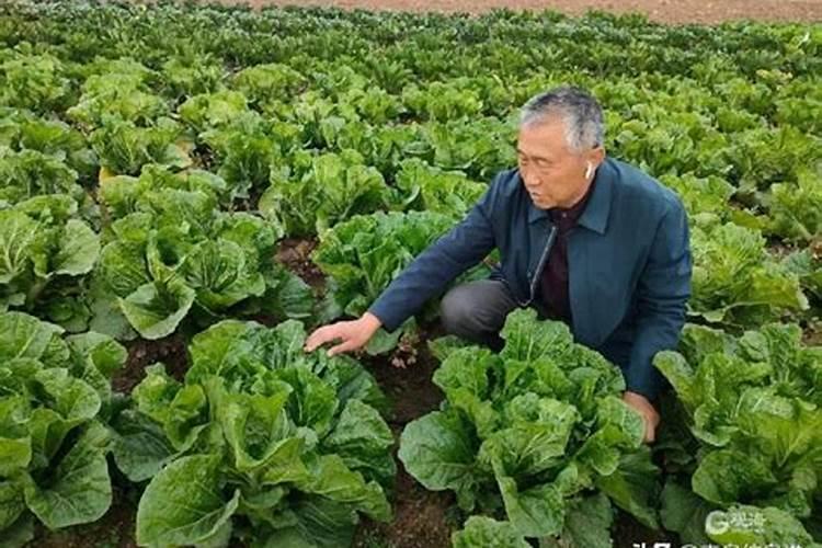 四平季小白菜出苗后怎样浇水施肥