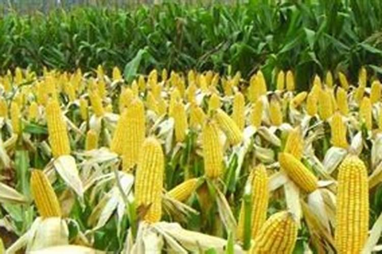 种植夏玉米需要的氮磷钾比例