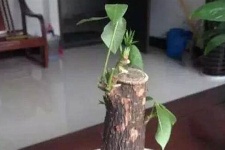 ...一款叶面肥,除了可加快转色,还含有氮、钾、钙、硼等营养元素？百度...