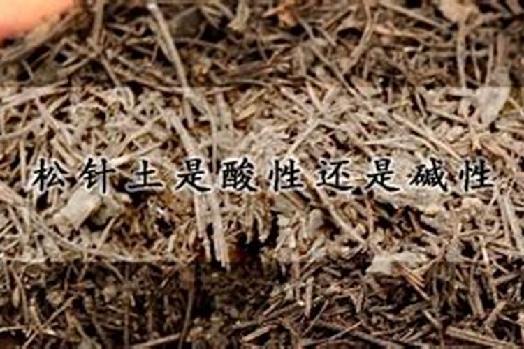 杜鹃施什么肥好