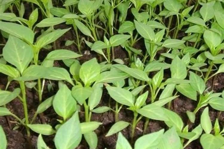 朝天椒育苗技术