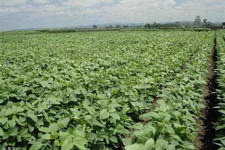 国际化肥市002569股票:场需求增长 “滇肥”畅销南亚东南亚