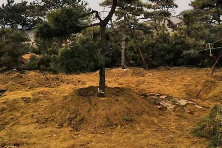 夏天花可以施肥吗