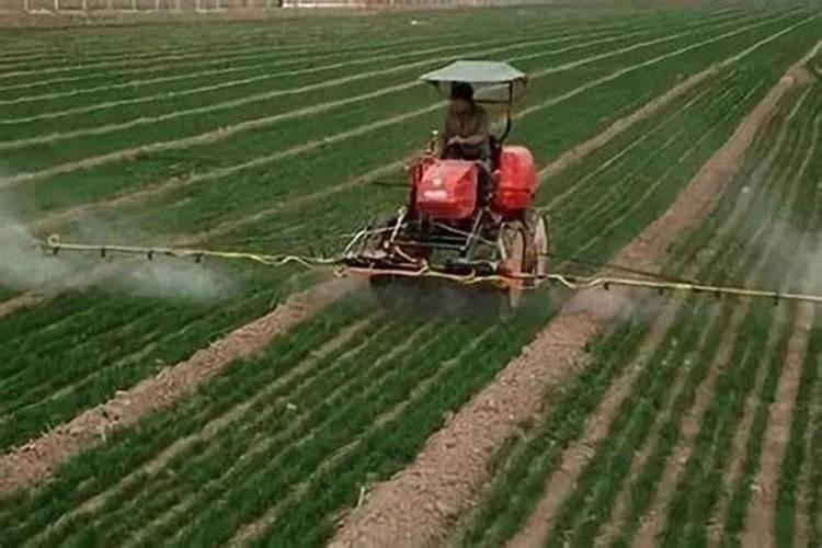 小麦的栽培技术