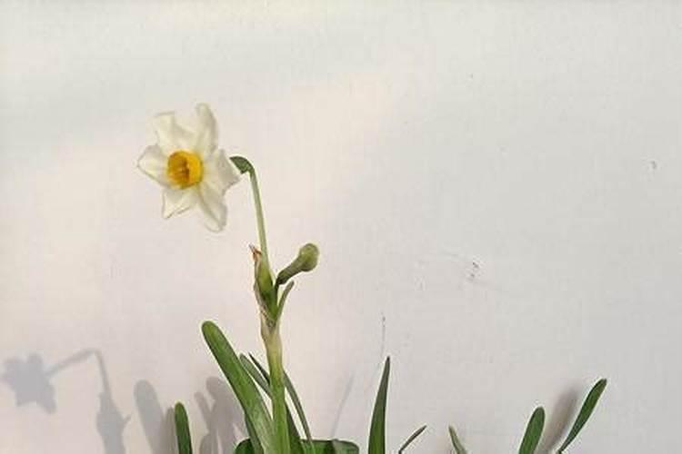 水仙出花苞到开花要多长时间