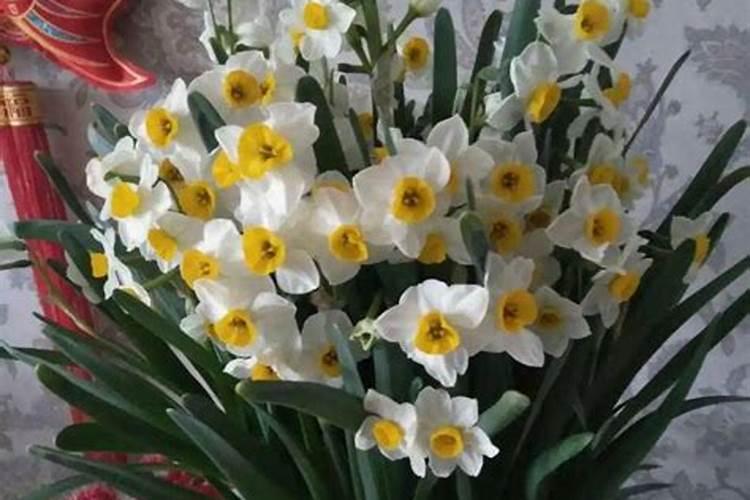 水仙花开花后怎么办