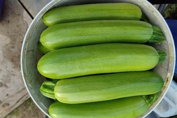 西葫芦结瓜期冲什么肥