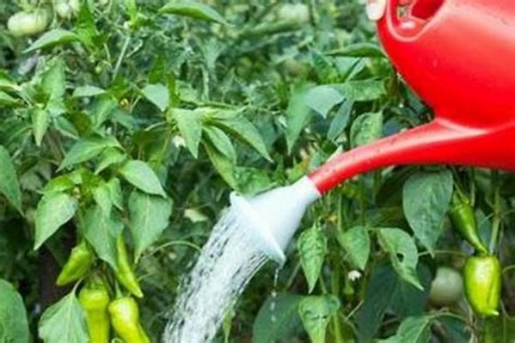 无筋豆要注意哪些病虫害