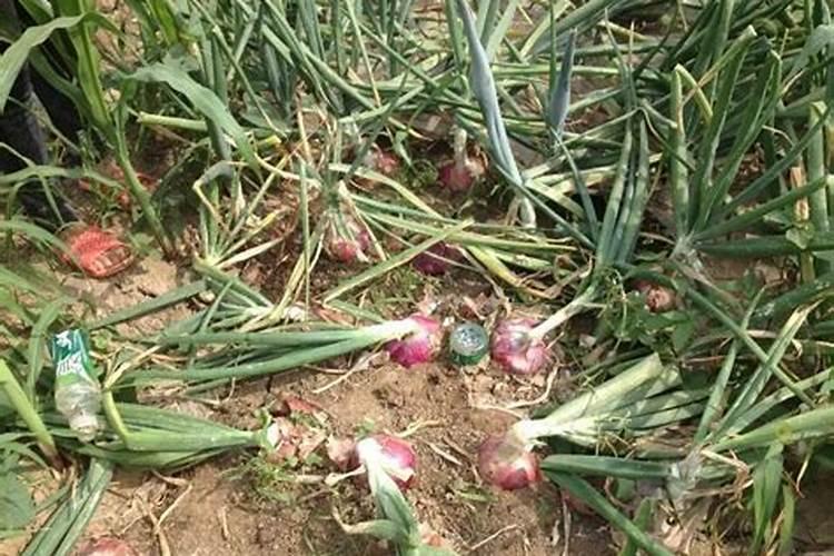 洋葱施什么肥最好