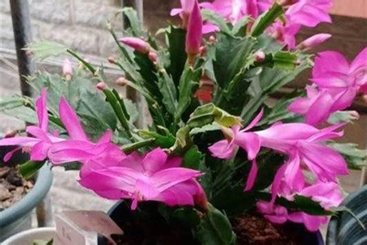 中药调理瘦身是真的吗