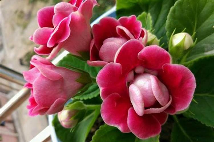 大岩桐怎么养长得旺盛