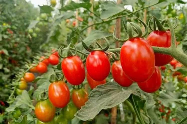 西红柿后期充什么肥料好