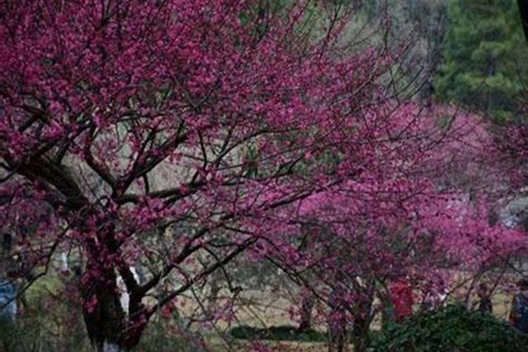 梅花施肥时间和方法