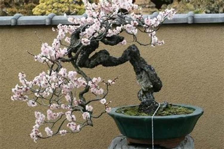 梅花施肥时间和方法