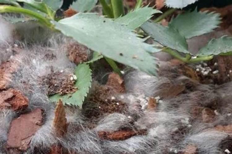 富贵竹营养液绣球花可以用吗