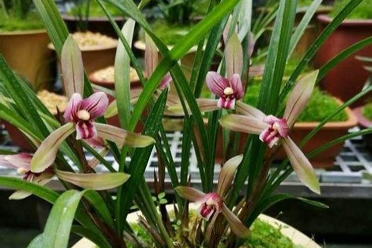 棉花磷肥的作用