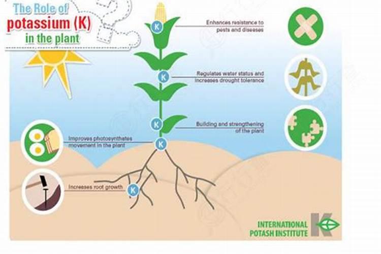 哪种钾肥最好(市面上常见都最好的钾肥是什么钾肥)