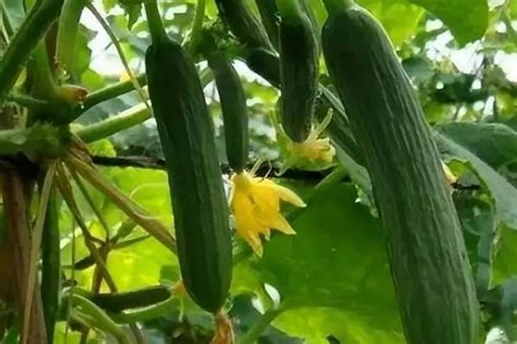 黄瓜浇多了肥怎么办 出现肥害的解决方法