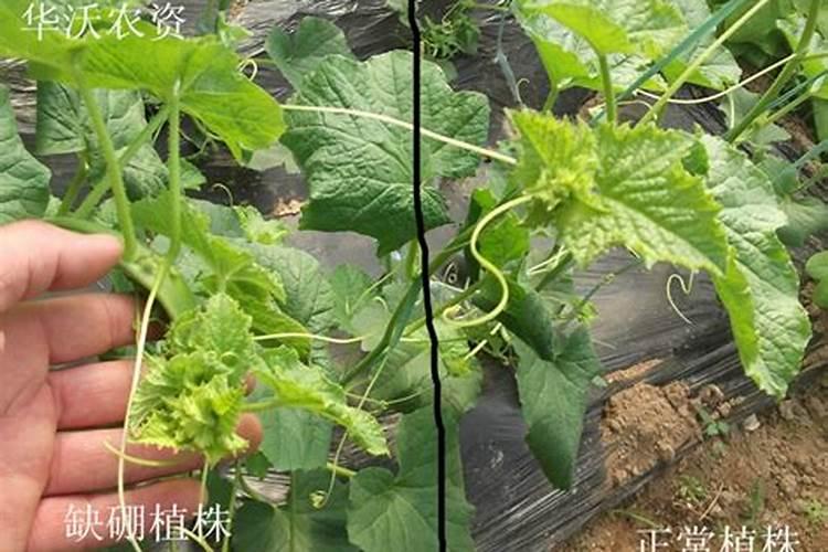 哈蜜爪光开花不接怎么办？